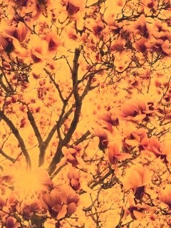 Магнолия обои