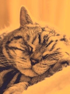 Спящий кошак обои