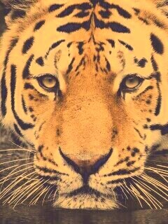 Купание тигра обои