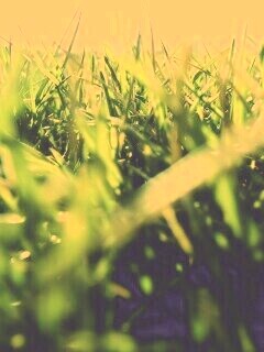 Трава обои