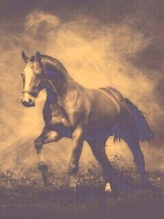 Лошадь обои