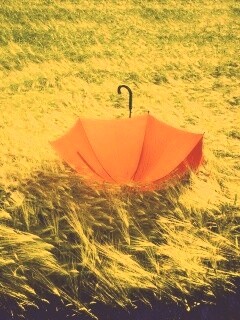 Зонт на траве обои