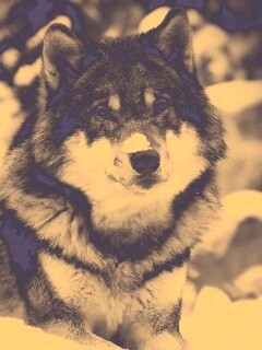 Волк с синими глазами обои