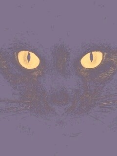 Черный кот обои