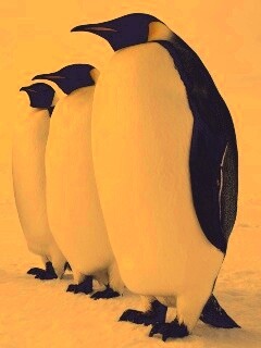 Слет пингвинов обои