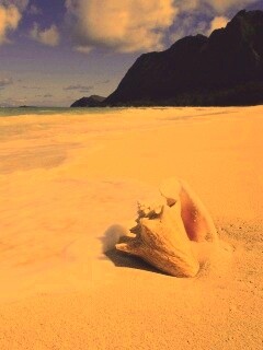 Морская раковина обои