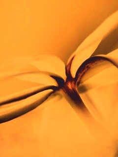 Цветок обои