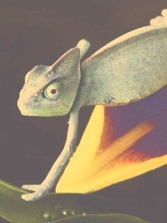 Хамелеон обои