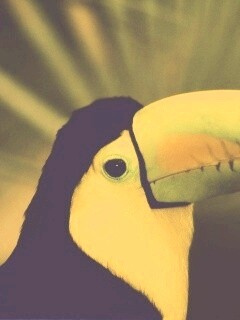 Грустный желтогрудый тукан обои