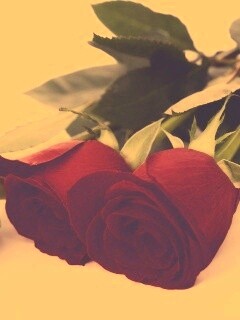 Красные розы обои