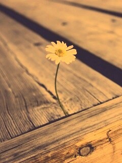 Жизнь среди смерти обои