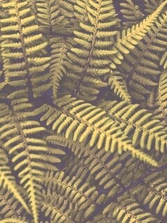 Папоротник обои