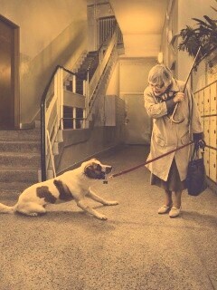 Непослушная собака обои