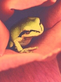 Куда это ты смотришь? обои