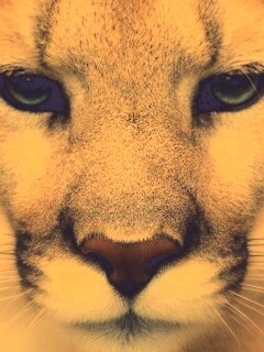 Взгляд большой кошки обои