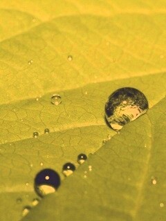 Капли на листе обои