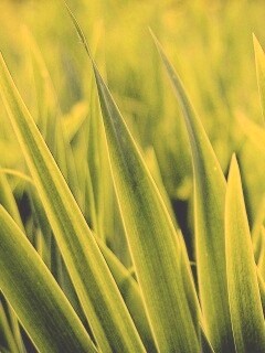 Идеальная зелень обои