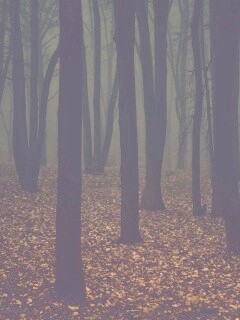 Таинственный лес обои