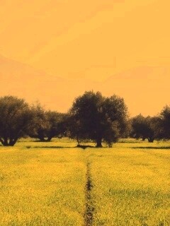 Зеленое поле обои