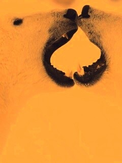 Полярные медведи обои