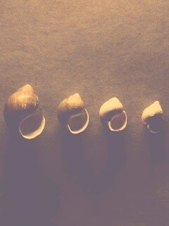 Раковины обои