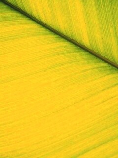 Зеленый лист обои