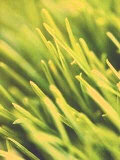 Зеленая свежая трава обои