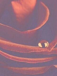 Капля воды на лепестке розы обои