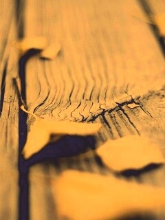 Листья на дощатом полу обои