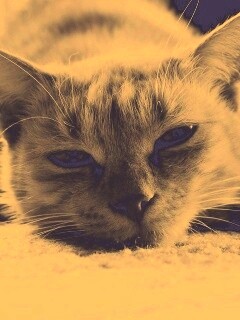 Кошара обои