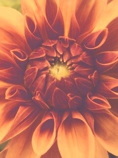 Аленький цветочек обои