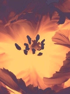 Пылающий цветок обои