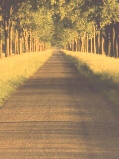 Живописная аллея обои