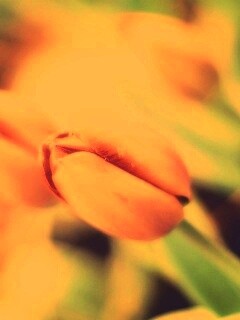 Красивый тюльпан обои