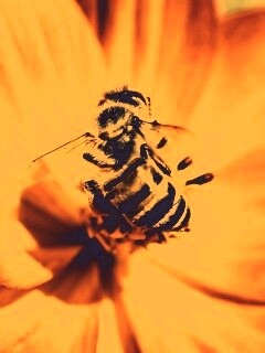 Пчела на цветке обои