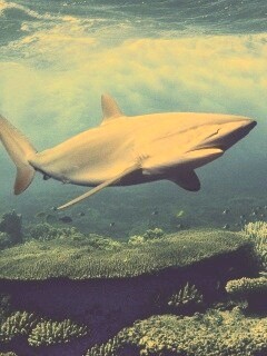 Акула в море обои