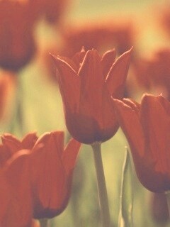 Красные цветы обои