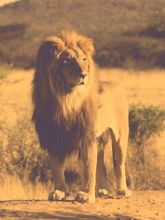 Царь зверей обои