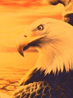 Нарисованный орел обои