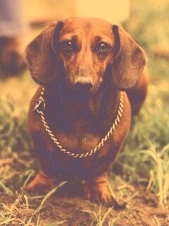 Рыжая такса обои