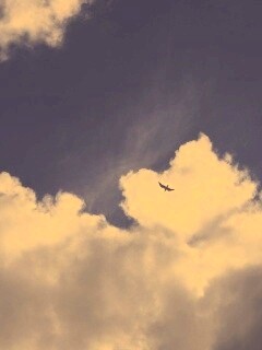 Птица в небе обои