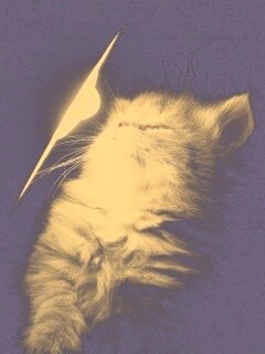 Котя на свету обои