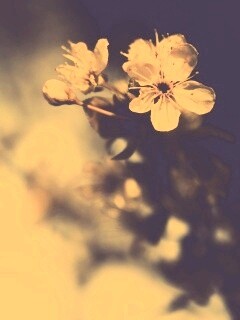 Цветок вишни обои