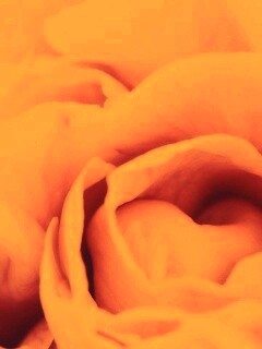 Розовый цветок обои