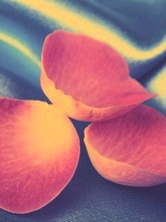 Лепестки розы на голубой ткани обои