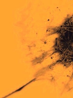 Одуванчик  обои