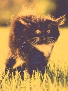 Кот воитель обои