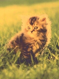 Пушистый котенок в траве обои