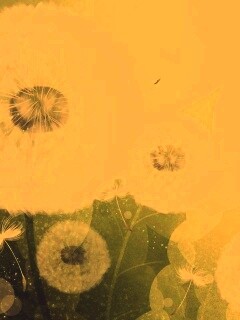 Одуванчики обои