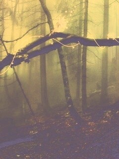 Лесные феи обои